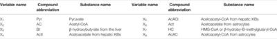 Modelling the Effects of Medium-Chain Triglycerides on Cerebral Ketone Body Metabolism